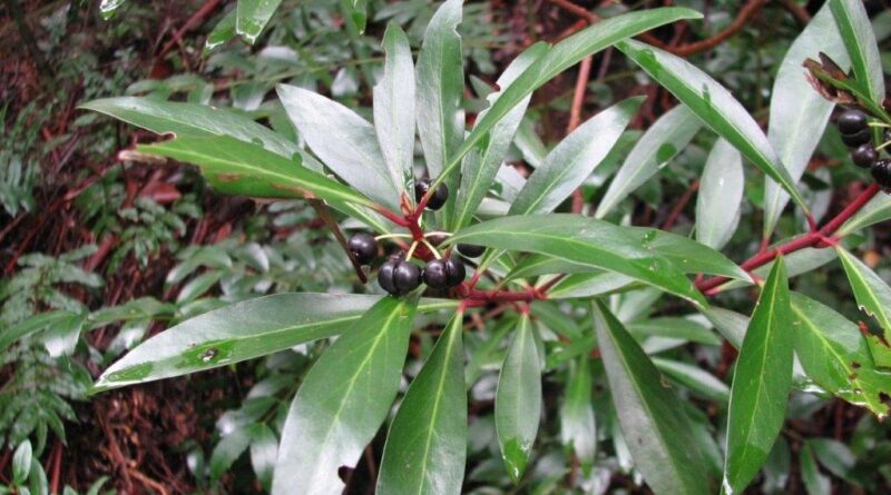 Tasmannia lanceolata, Mountain Pepper (Image: Melburnian, CC-BY-3.0 via Wikimedia Commons)