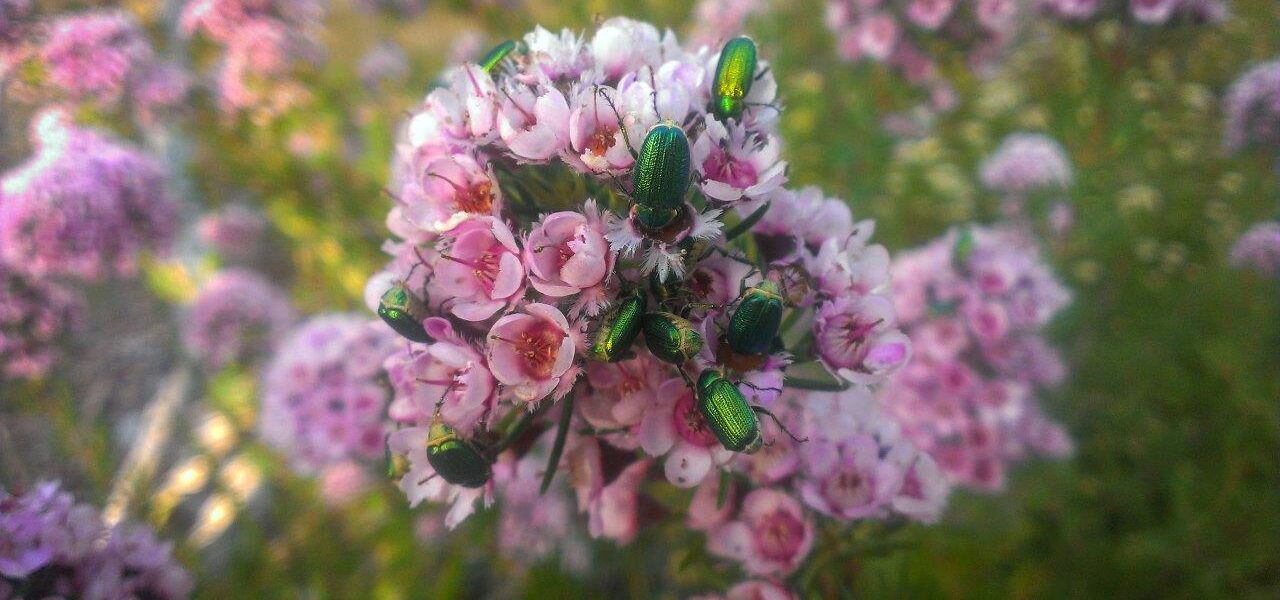 Chamelaucium ‘Paddy’s Pink’ was a favourite of green scarab beetles (Image by Denis Crawford)