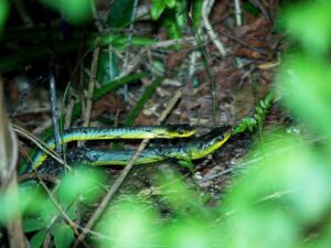 Green tree snakes trapped in netting – note the dark colour of this net