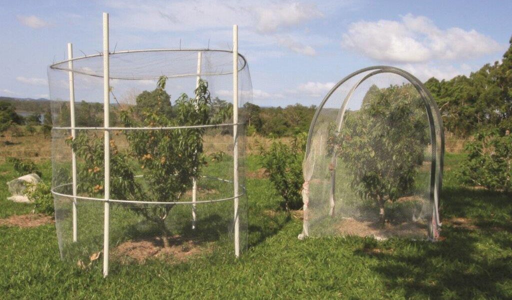 Two different ways to cage your client’s fruit trees that will minimise harm to wildlife