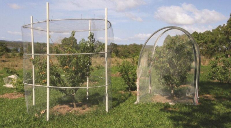 Two different ways to cage your client’s fruit trees that will minimise harm to wildlife