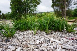 Baby Breeze™ Dianella (Image: Ozbreed)