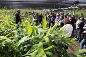 Delegates learn about bamboo at Bamboo World Nursery