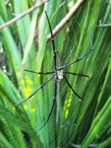 Garden spiders provide good insect control and not all spiders have venom dangerous to humans (Image: Patrick Regnault)