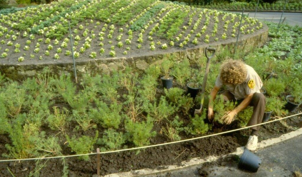 Planting out in the mid 1980’s at Melbourne Zoo Main Drive (Image: Zoos Victoria)