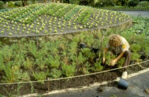 Planting out in the mid 1980’s at Melbourne Zoo Main Drive (Image: Zoos Victoria)