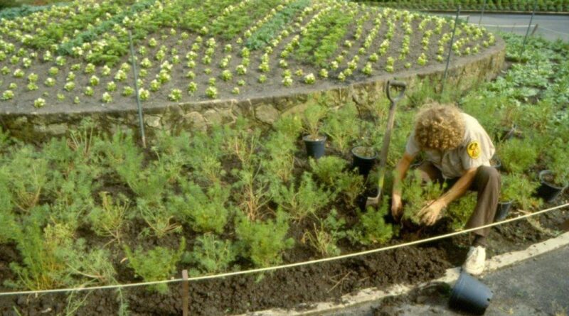 Planting out in the mid 1980’s at Melbourne Zoo Main Drive (Image: Zoos Victoria)