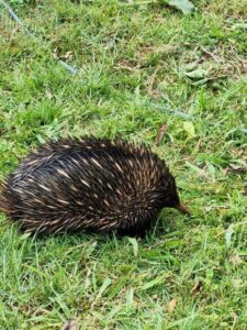 Echidna can eat up to 40,000 ants, worms and larvae in a day (Image: Patrick Regnault)