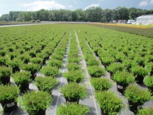 Beaulieu Technical Textiles' RECOVER PRO ground cover helps nurseries to improve water management, promote healthier plants, reduce disease and adopt more sustainable horticultural practices.