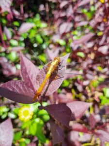 Dragonflies and Damselflies are predatory insects (Image: Patrick Regnault)