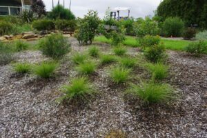 Lady Tanika™ Lomandra (Image: Ozbreed)