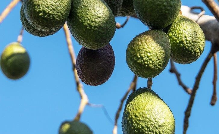 Hass avocado (Image: Sandid, Pixabay)