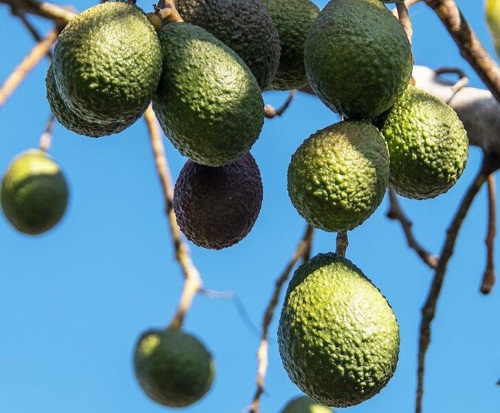 Hass avocado (Image: Sandid, Pixabay)