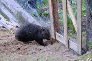 A wombat tries to dig up loose mesh to get into a produce enclosure (Image: Ludovic Vilbert, Inwardout Studio)