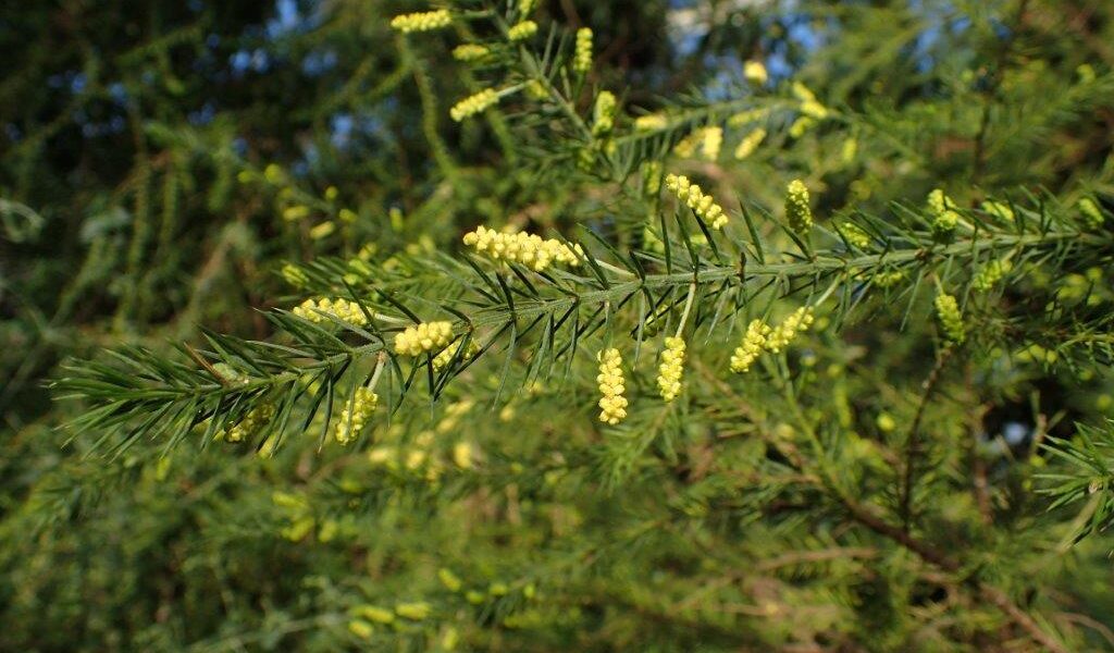 The sharp points on Acacia verticillata, Prickly Moses, are useful in deterring wildlife from gardens (Image: Kenraiz Krzysztof Ziarnek via Wikimedia Commons, CC BY-SA 4.0)