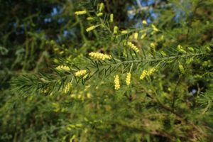 The sharp points on Acacia verticillata, Prickly Moses, are useful in deterring wildlife from gardens (Image: Kenraiz Krzysztof Ziarnek via Wikimedia Commons, CC BY-SA 4.0)