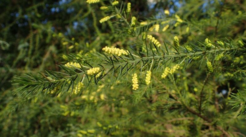 The sharp points on Acacia verticillata, Prickly Moses, are useful in deterring wildlife from gardens (Image: Kenraiz Krzysztof Ziarnek via Wikimedia Commons, CC BY-SA 4.0)