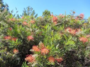 Wildlife may avoid Grevillea ‘Robyn Gordon’ cultivars because of the allergenic compounds in its leaves (Image: Akos Kokai via Wikimedia Commons, CC BY-SA 3.0)