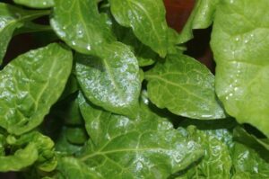 As a chelating agent fulvic acid can improve nutrient uptake via foliar applications, especially on leafy greens (Image: John Fitzsimmons)