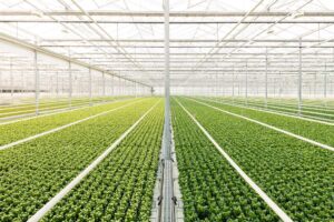 In its 65th year Dutch company Priva has announced major innovations in greenhouse climate control