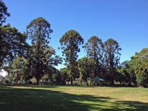 City Botanic Gardens’ iconic riverside Bunya Pine Avenue