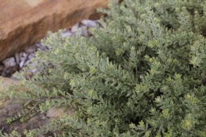 Variegated Mundi™ Westringia fruticosa ‘WES09' PBR