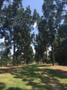 Historic avenue of 72 Queensland Kauri Pines at Sherwood Arboretum