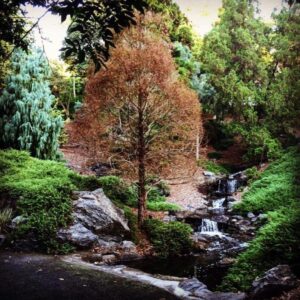 Dawn Redwood in autumn