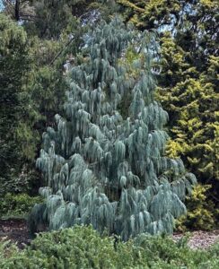 Kashmir Cypress with its pendulous foliage