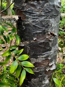 The attractive bark of the Kauri Pine