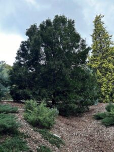 The dense form of Mt Spurgeon Black Pine