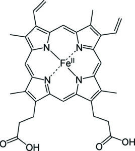 Chemical structure of the chelate heme B with iron (Fe) at the centre. Ref. ThoughtCo