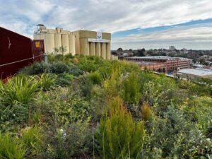 This biodiversity roof in the north of Melbourne is a first for the Green Factor Tool