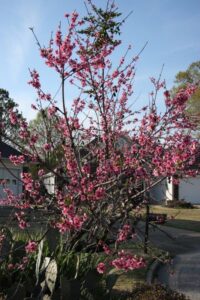 A climate-constrained future requires the development of new stone fruit trees for the supermarket and the home garden (Image: Alabama Extension via Flickr under CC0 1.0)