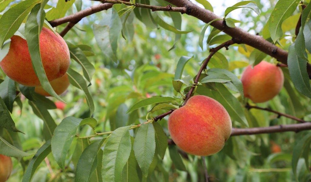 Peach crop and leaf vigour is under threat as temperatures warm (Image: Alabama Extension via Flickr under CC0 1.0)