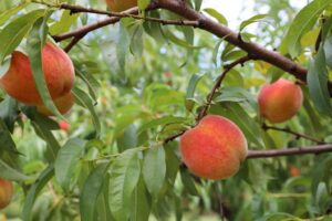 Peach crop and leaf vigour is under threat as temperatures warm (Image: Alabama Extension via Flickr under CC0 1.0)