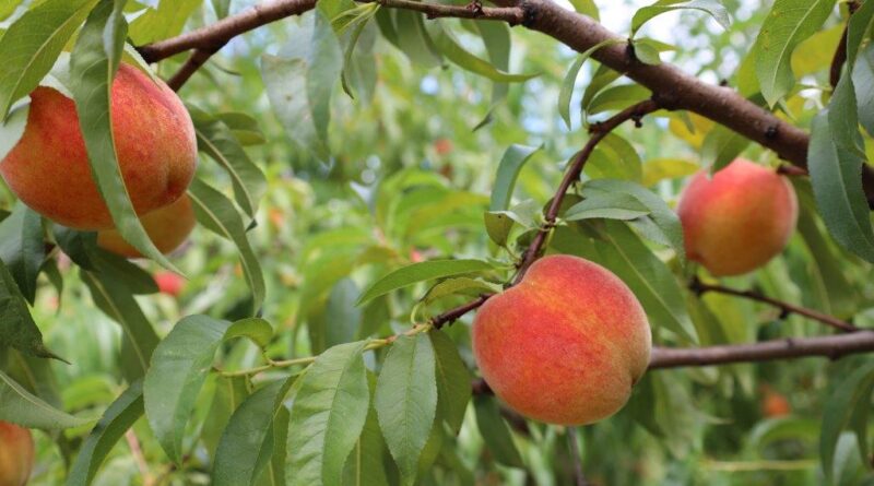 Peach crop and leaf vigour is under threat as temperatures warm (Image: Alabama Extension via Flickr under CC0 1.0)