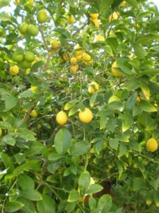 Meyer lemon trees like this one are popular in many home gardens, but how will they hold up against extreme weather events? (Image: Sarah Stierch via Flickr under CC0 1.0)