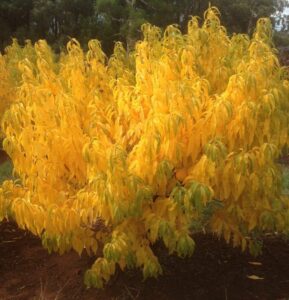 If only we could get more stone fruit stunners like this Silvan Sunset™ (Four Seasons Peach) into our gardens; edible and highly ornamental! (Images: PlantNet)