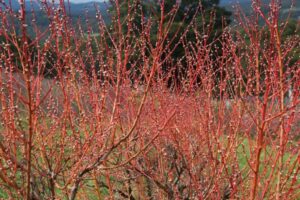 If only we could get more stone fruit stunners like this Silvan Sunset™ (Four Seasons Peach) into our gardens; edible and highly ornamental! (Images: PlantNet)