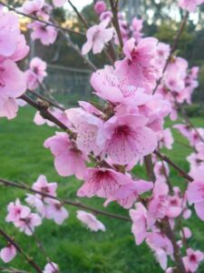 If only we could get more stone fruit stunners like this Silvan Sunset™ (Four Seasons Peach) into our gardens; edible and highly ornamental! (Images: PlantNet)