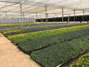 Violas at Pico Gro Nursery, Johannesburg, South Africa (Image: Dermot Molloy)