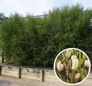 Space Saver™ Melaleuca armillaris ‘Mela01’ PBR Intended