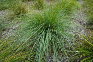 Shara Blue™ Lomandra fluviatilis ‘LM380’ PBR Intended