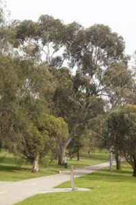 Trees enhance public amenity in terms of environment, health and wellbeing