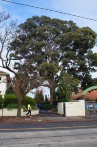 Trees can be extremely long-lived, depending on species, and can be magnificent ‘monuments’