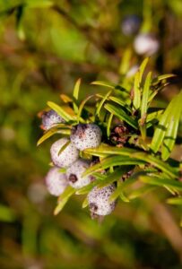 Spotted berries of Austromyrtus dulcis (Image: Sandid, Pixabay)