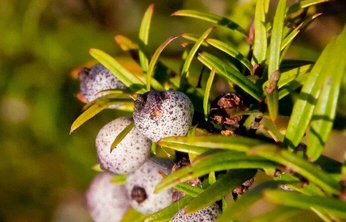 Spotted berries of Austromyrtus dulcis (Image: Sandid, Pixabay)