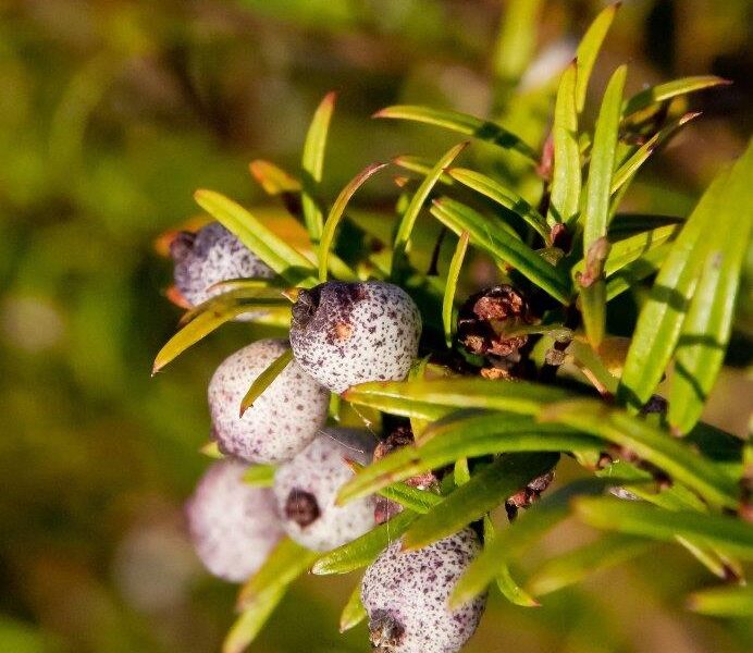 Spotted berries of Austromyrtus dulcis (Image: Sandid, Pixabay)