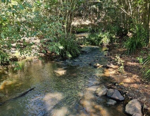 Tucki Tucki Creek Reserve, Lismore, NSW (Image: Patrick Regnault)